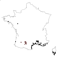 Aster subulatus Michx. - carte des observations