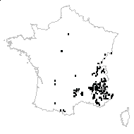 Gymnopyrenium tomentosum (Lindl.) Dulac - carte des observations