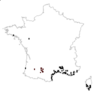 Aster pseudobarcinonensis Sennen - carte des observations