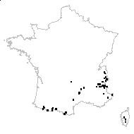 Potentilla rupestris L. - carte des observations