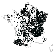 Dactylophyllum fragariastrum (Ehrh. ex Pers.) Spenn. - carte des observations