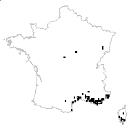 Bellis sylvestris Cirillo - carte des observations