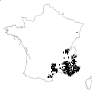 Galium lucidum subsp. corrudifolium (Vill.) Bonnier - carte des observations