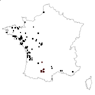 Galium elongatum subsp. debile (Desv.) Batt. - carte des observations