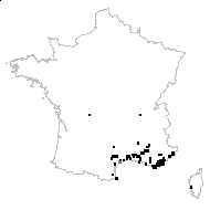 Galium parisiense var. trichocarpum Tausch - carte des observations