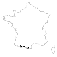 Galium pyrenaicum Gouan - carte des observations