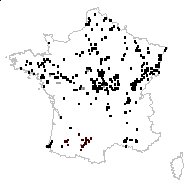 Bidens hirta Godr. - carte des observations