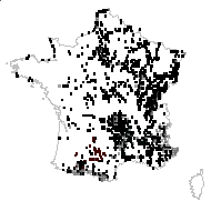 Galium glabratum Klokov - carte des observations