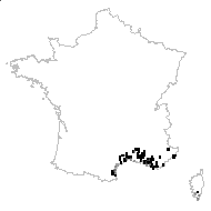 Valantia quadriflora Moench - carte des observations