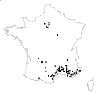 Ruta ciliata Mill. - carte des observations