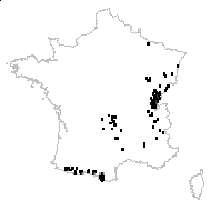 Thesium pyrenaicum Pourr. subsp. pyrenaicum - carte des observations