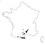 Antirrhinum asarina L. - carte des observations