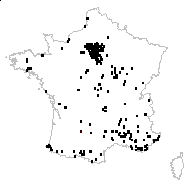 Cymbalaria muralis G.Gaertn., B.Mey. & Scherb. f. muralis  - carte des observations