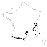 Erinus alpinus L. - carte des observations