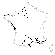 Carduus tenuiflorus Curtis - carte des observations