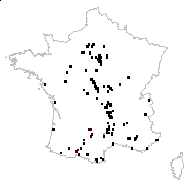 Verbascum heterophyllum Moretti - carte des observations