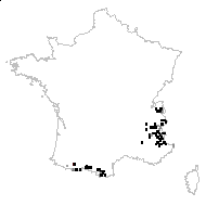 Veronica grandiflora Bubani - carte des observations