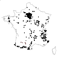 Veronica chamaedrys L. subsp. chamaedrys var. chamaedrys - carte des observations