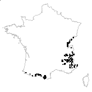 Carlina acaulis subsp. caulescens (Lam.) Schübler & G.Martens - carte des observations