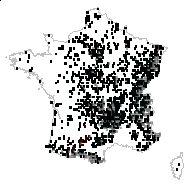 Veronica officinarum Crantz - carte des observations