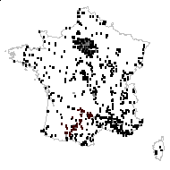 Veronica diffusa Raf. - carte des observations