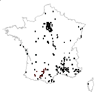 Ailanthus altissima (Mill.) Swingle - carte des observations