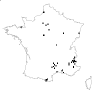 Hyoscyamus officinarum Crantz - carte des observations