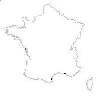 Solanum laciniatum Aiton - carte des observations