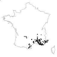 Pistacia terebinthus L. subsp. terebinthus - carte des observations