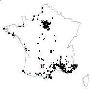 Parietaria canescens Blume - carte des observations