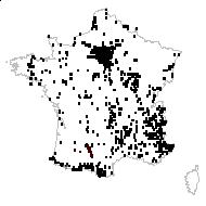 Urtica nebrodensis Gasp. - carte des observations