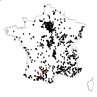 Verbena sororia D.Don - carte des observations