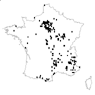 Viola arvensis Murray var. arvensis - carte des observations