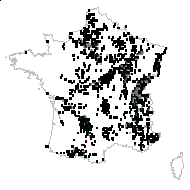 Viola hirsuta Schult. - carte des observations