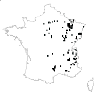 Viola mirabilis L. - carte des observations