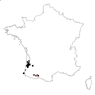 Codiaminum minimum Raf. - carte des observations