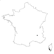 Dracunculus minor Blume - carte des observations