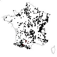 Carex caryophyllea var. umbrosiformis Fleischm. - carte des observations