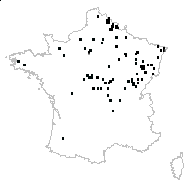 Carex elongata L. - carte des observations