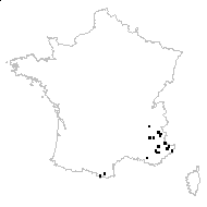 Centaurea paniculata subsp. leucophaea (Jord.) Arcang. - carte des observations