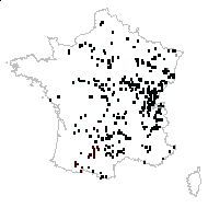 Carex pairae F.W.Schultz - carte des observations