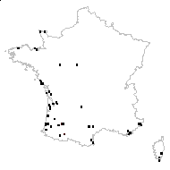 Carex punctata Gaudin - carte des observations