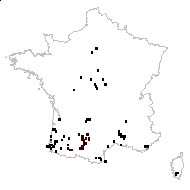 Cyperus vegetus Willd. - carte des observations