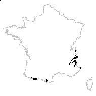 Carex myosuroides Vill. - carte des observations
