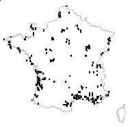 Cyperus niger Salisb. - carte des observations