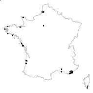 Scirpus setaceus subsp. savii (Sebast. & Mauri) Bonnier & Layens - carte des observations