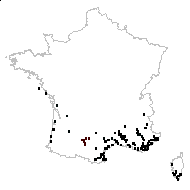 Scirpoides holoschoenus (L.) Soják - carte des observations