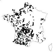 Centaurea nigra L. - carte des observations