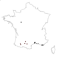 Gladiolus communis L. - carte des observations
