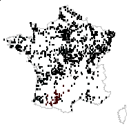 Xyridion pseudacorus (L.) Klatt - carte des observations